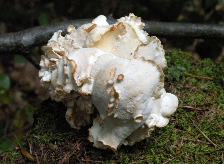 Oligoporus obductus? (Osteina obducta)